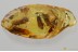 SWARM of 5 CADDISFLIES & Fly BOLBOMYIIDAE Genuine BALTIC AMBER 3377