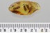 SWARM of 5 CADDISFLIES & Fly BOLBOMYIIDAE Genuine BALTIC AMBER 3377