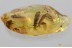 SWARM of 5 CADDISFLIES & Fly BOLBOMYIIDAE Genuine BALTIC AMBER 3377