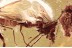 COPULA 100% Mating CERATOPOGONIDAE Mould Fungi BALTIC AMBER 3376