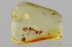 COPULA 100% Mating CERATOPOGONIDAE Mould Fungi BALTIC AMBER 3376