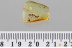 COPULA 100% Mating CERATOPOGONIDAE Mould Fungi BALTIC AMBER 3376