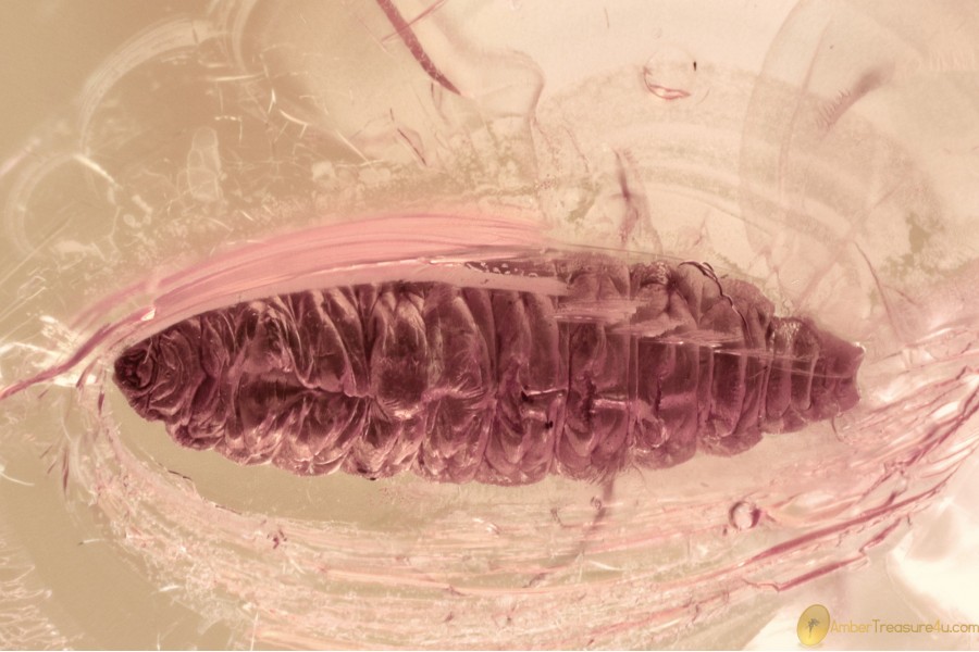 WELL PRESERVED Dipteran LARVAE Inclusion Genuine BALTIC AMBER 3379