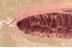 WELL PRESERVED Dipteran LARVAE Inclusion Genuine BALTIC AMBER 3379