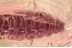 WELL PRESERVED Dipteran LARVAE Inclusion Genuine BALTIC AMBER 3379