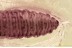 WELL PRESERVED Dipteran LARVAE Inclusion Genuine BALTIC AMBER 3379
