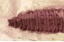 WELL PRESERVED Dipteran LARVAE Inclusion Genuine BALTIC AMBER 3379