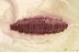 WELL PRESERVED Dipteran LARVAE Inclusion Genuine BALTIC AMBER 3379