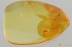 WELL PRESERVED Dipteran LARVAE Inclusion Genuine BALTIC AMBER 3379