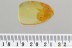 WELL PRESERVED Dipteran LARVAE Inclusion Genuine BALTIC AMBER 3379