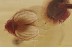 FLOWER Rare SPHAEROPSOCIDAE & Dipterans Genuine BALTIC AMBER 3.2g 3384