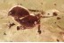 FLOWER Rare SPHAEROPSOCIDAE & Dipterans Genuine BALTIC AMBER 3.2g 3384