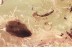 FLOWER Rare SPHAEROPSOCIDAE & Dipterans Genuine BALTIC AMBER 3.2g 3384