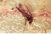 FLOWER Rare SPHAEROPSOCIDAE & Dipterans Genuine BALTIC AMBER 3.2g 3384