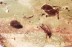 FLOWER Rare SPHAEROPSOCIDAE & Dipterans Genuine BALTIC AMBER 3.2g 3384