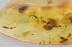 FLOWER Rare SPHAEROPSOCIDAE & Dipterans Genuine BALTIC AMBER 3.2g 3384