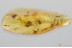 FLOWER Rare SPHAEROPSOCIDAE & Dipterans Genuine BALTIC AMBER 3.2g 3384