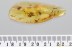 FLOWER Rare SPHAEROPSOCIDAE & Dipterans Genuine BALTIC AMBER 3.2g 3384