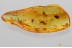 FLOWER Rare SPHAEROPSOCIDAE & Dipterans Genuine BALTIC AMBER 3.2g 3384