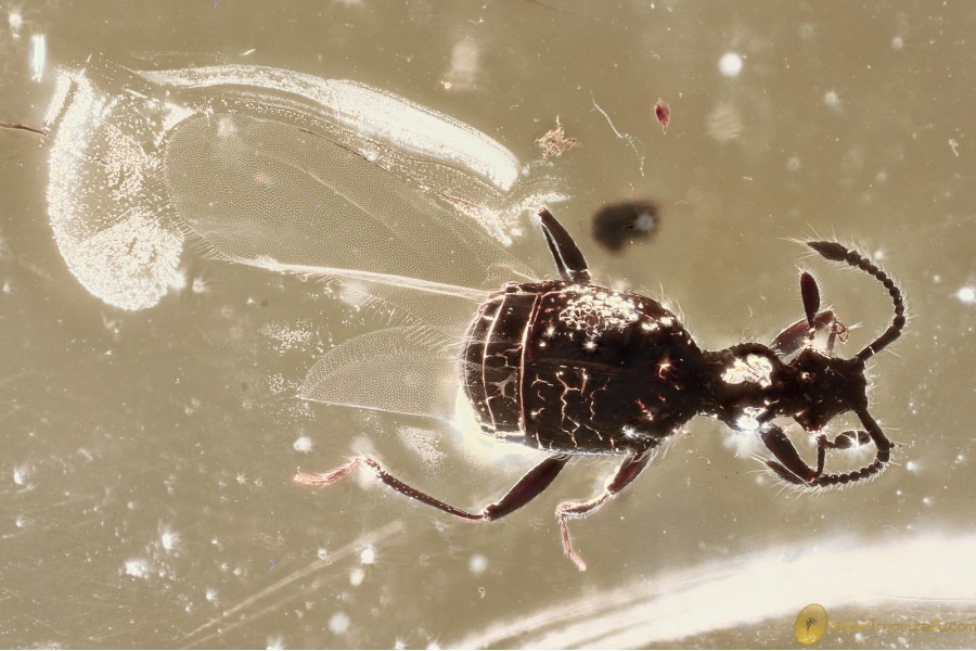 BRYAXIS Ant-Loving Beetle PSELAPHINAE Inclusion BALTIC AMBER 3383