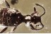 BRYAXIS Ant-Loving Beetle PSELAPHINAE Inclusion BALTIC AMBER 3383