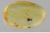 BRYAXIS Ant-Loving Beetle PSELAPHINAE Inclusion BALTIC AMBER 3383