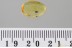 BRYAXIS Ant-Loving Beetle PSELAPHINAE Inclusion BALTIC AMBER 3383