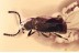 EUTHEIINI Ant-like Stone Beetle SCYDMAENINAE Fossil BALTIC AMBER 3382