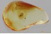 EUTHEIINI Ant-like Stone Beetle SCYDMAENINAE Fossil BALTIC AMBER 3382