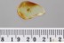 EUTHEIINI Ant-like Stone Beetle SCYDMAENINAE Fossil BALTIC AMBER 3382