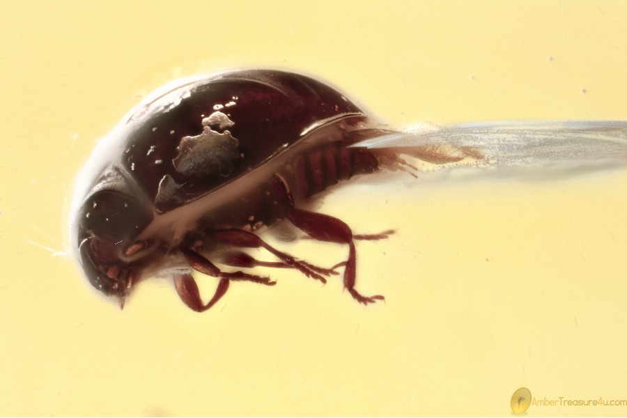SOOTY MOULD BEETLE Cyclaxyridae Fossil Genuine BALTIC AMBER 3385