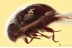SOOTY MOULD BEETLE Cyclaxyridae Fossil Genuine BALTIC AMBER 3385