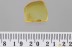 SOOTY MOULD BEETLE Cyclaxyridae Fossil Genuine BALTIC AMBER 3385