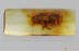 CLERIDAE Large PSEUDOPALLENIS Checkered Beetle BALTIC AMBER 3387