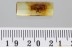 CLERIDAE Large PSEUDOPALLENIS Checkered Beetle BALTIC AMBER 3387