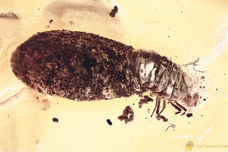 CASE-BEARING LEAF BEETLE LARVAE Cryptocephalinae BALTIC AMBER 3388