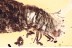CASE-BEARING LEAF BEETLE LARVAE Cryptocephalinae BALTIC AMBER 3388
