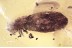 CASE-BEARING LEAF BEETLE LARVAE Cryptocephalinae BALTIC AMBER 3388