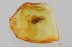 CASE-BEARING LEAF BEETLE LARVAE Cryptocephalinae BALTIC AMBER 3388