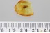 CASE-BEARING LEAF BEETLE LARVAE Cryptocephalinae BALTIC AMBER 3388