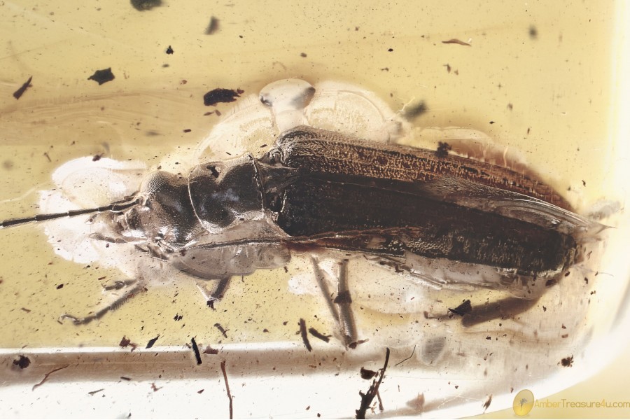 SUPERB Rare FALSE BLISTER BEETLE Oedemeridae Oedemera BALTIC AMBER 3390