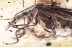 SUPERB Rare FALSE BLISTER BEETLE Oedemeridae Oedemera BALTIC AMBER 3390