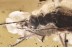 SUPERB Rare FALSE BLISTER BEETLE Oedemeridae Oedemera BALTIC AMBER 3390