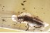 SUPERB Rare FALSE BLISTER BEETLE Oedemeridae Oedemera BALTIC AMBER 3390