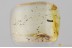 SUPERB Rare FALSE BLISTER BEETLE Oedemeridae Oedemera BALTIC AMBER 3390