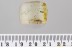 SUPERB Rare FALSE BLISTER BEETLE Oedemeridae Oedemera BALTIC AMBER 3390