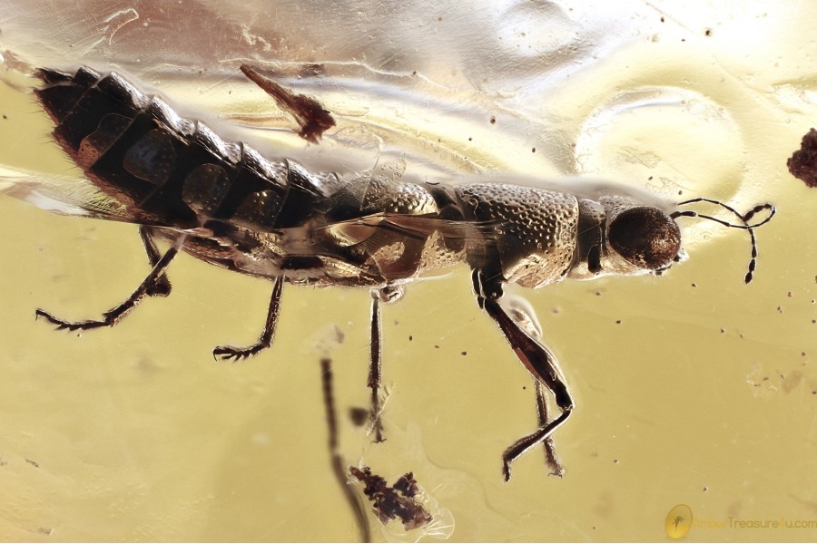  SEMIAQUATIC Rare ROVE BEETLE Steninae Stenus Fossil BALTIC AMBER 3389