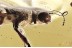  SEMIAQUATIC Rare ROVE BEETLE Steninae Stenus Fossil BALTIC AMBER 3389