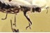  SEMIAQUATIC Rare ROVE BEETLE Steninae Stenus Fossil BALTIC AMBER 3389
