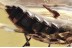  SEMIAQUATIC Rare ROVE BEETLE Steninae Stenus Fossil BALTIC AMBER 3389
